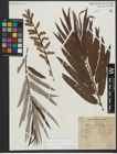 Foto von Salix viminalis L.